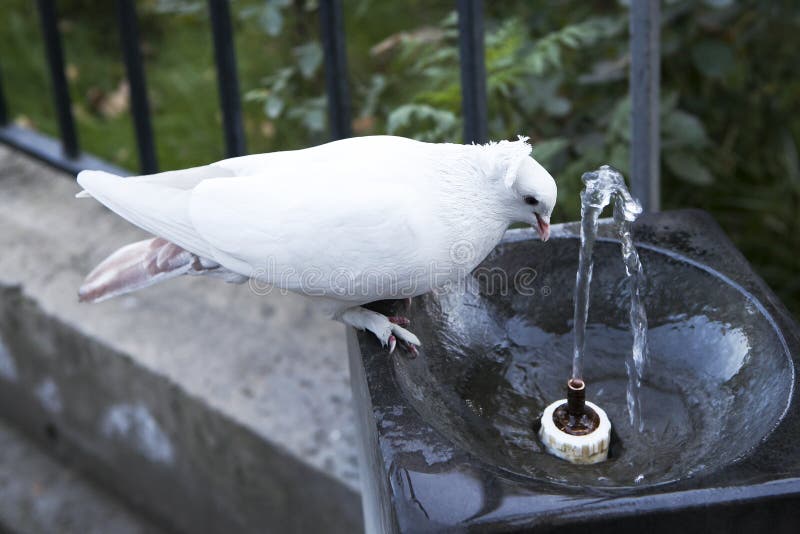 Trinkwasser der Taube an einem heißen Sommertag lizenzfreie stockbilder Trinkwasser der Taube an einem heißen Sommertag lizenzfreie stockbilder