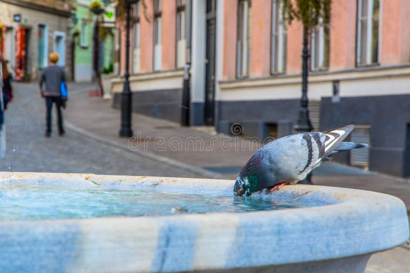 Trinkwasser der Taube im Stadtbrunnen im heißen Sommer lizenzfreie stockfotografie Trinkwasser der Taube im Stadtbrunnen im heißen Sommer lizenzfreie stockfotografie