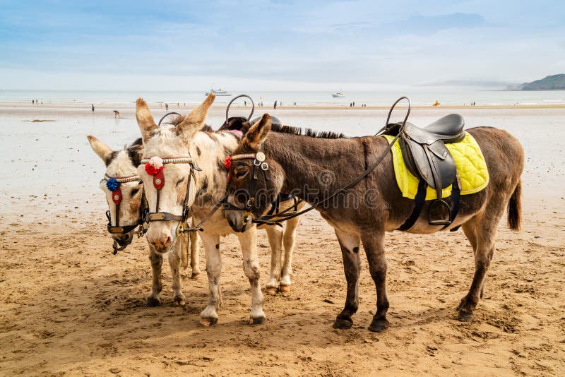 Trio of donkeys at a sandy beach resort in UK. Trio of donkeys at a sandy beach resort in UK.