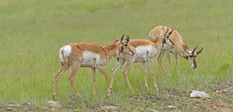 Trio de Pronghorn em uma pradaria Ridge imagem de stock Trio de Pronghorn em uma pradaria Ridge imagem de stock