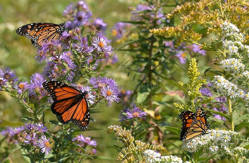 Trio des papillons de monarque (Danaus Plexippus) sur l'aster de Nouvelle Angleterre et le HBBH éternel nacré photographie stock libre de droits Trio des papillons de monarque (Danaus Plexippus) sur l'aster de Nouvelle Angleterre et le HBBH éternel nacré photographie stock libre de droits