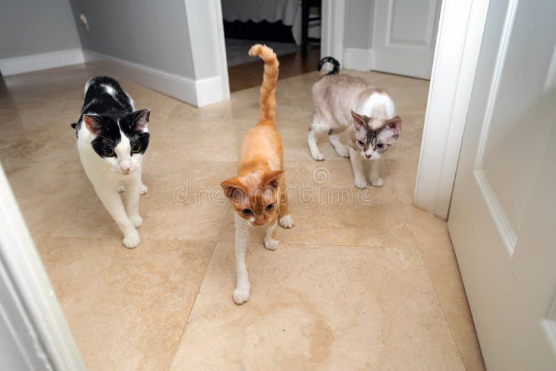 Two friendly cats stock photo. Image of brown, gray, playful 56956364