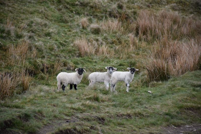 Trio of Swaledale Lambs on the Dales in England