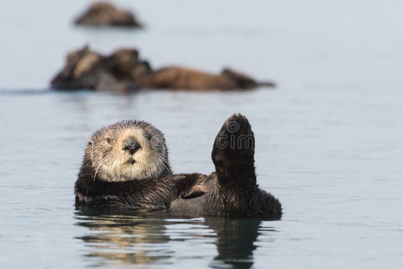 Three sea otters relax in Morro Bay along California`s Central Coast. Sea otters were listed as threatened under the Endangered Species Act but have been making a recovery in California. Three sea otters relax in Morro Bay along California`s Central Coast. Sea otters were listed as threatened under the Endangered Species Act but have been making a recovery in California.