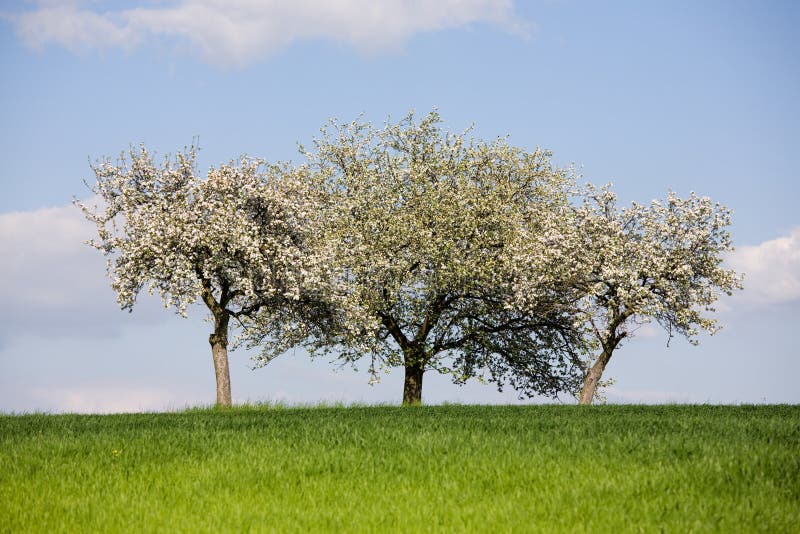 Triple blossomy trees