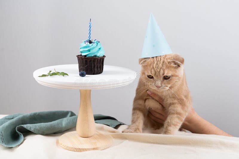Triste Anniversaire Triste Chatte Dans Le Chapeau D Anniversaire Et Le Cupcake A La Bougie Image Stock Image Du Cupcake Cuisine Triste Anniversaire Triste Chatte Dans Le Chapeau D Anniversaire Et Le Cupcake A La Bougie Image Stock Image Du Cupcake Cuisine