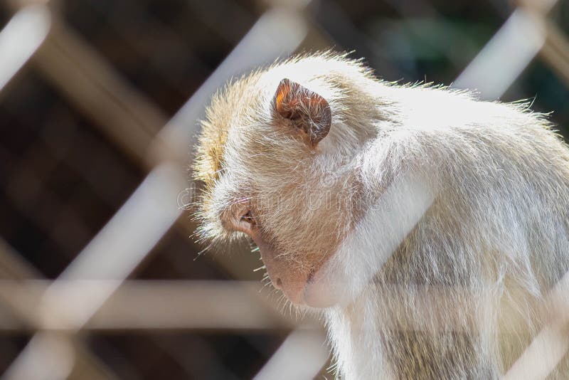 125 Fotos de Stock de Macaco Do Albino - Fotos de Stock Gratuitas