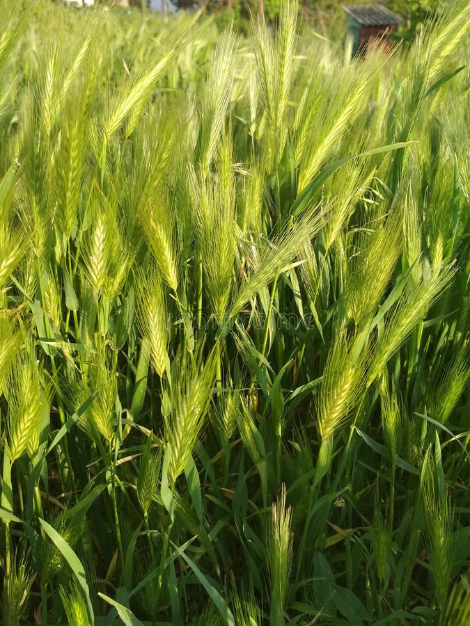 Food Grain, Wheat, Field, Barley Picture. Image 136289532