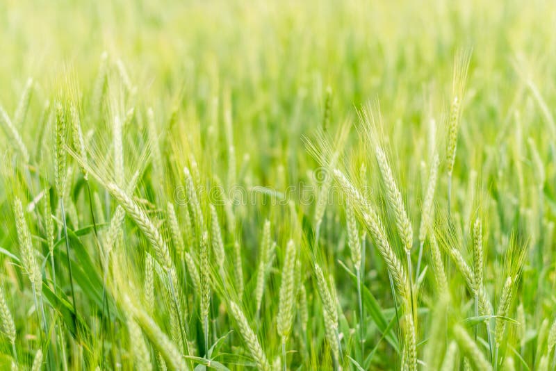Triticale τομείς στην επαρχία (μαλακή εστίαση) στοκ εικόνα με δικαίωμα ελεύθερης χρήσης Triticale τομείς στην επαρχία (μαλακή εστίαση) στοκ εικόνα με δικαίωμα ελεύθερης χρήσης