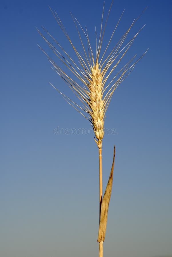 Triticumaestivum, vete, allergenväxter arkivfoton Triticumaestivum, vete, allergenväxter arkivfoton