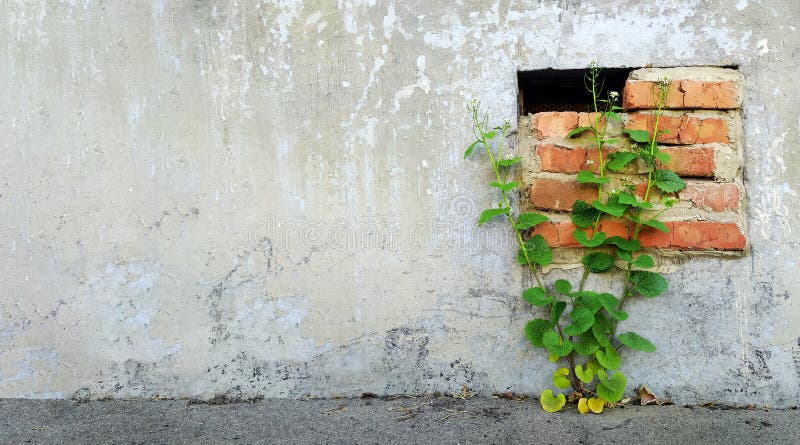 The triumph of life. plant growing in asphalt. green plant in the foundation of the building against the concrete wall of the buil stock images The triumph of life. plant growing in asphalt. green plant in the foundation of the building against the concrete wall of the buil stock images