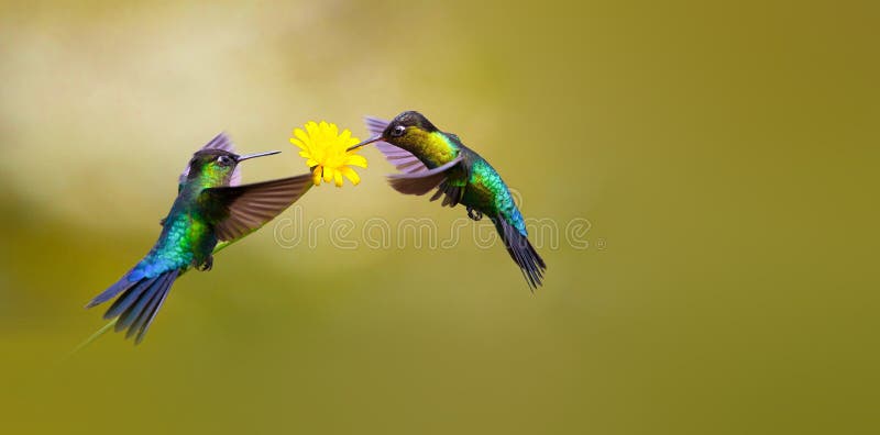 Trochilidae royalty free stock photo Trochilidae royalty free stock photo