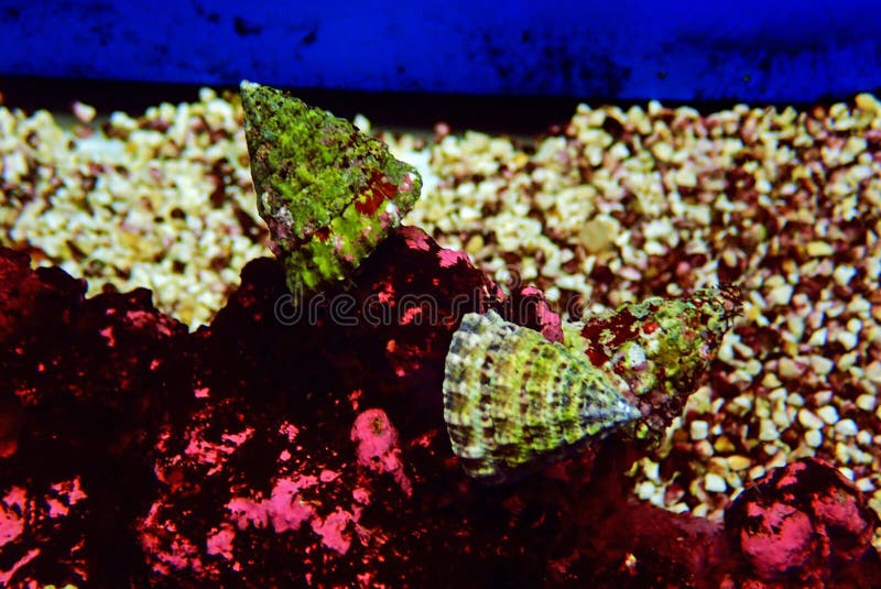Trochus Snail Saltwater Aquarium Invertebrate Stock Photo Image of