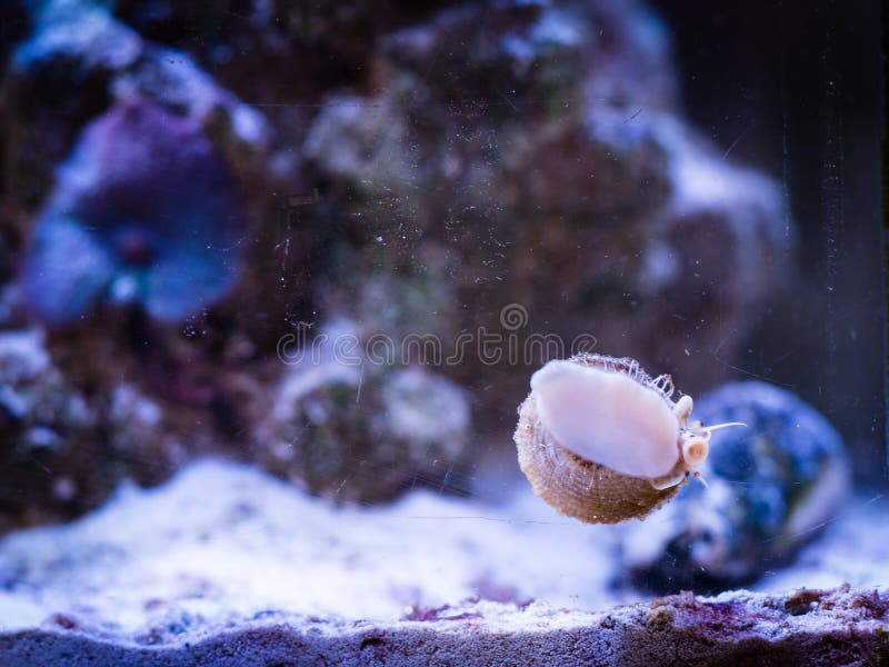 480 Turbo Snail Photos Free Royalty Free Stock Photos From Dreamstime 480 Turbo Snail Photos Free Royalty Free Stock Photos From Dreamstime