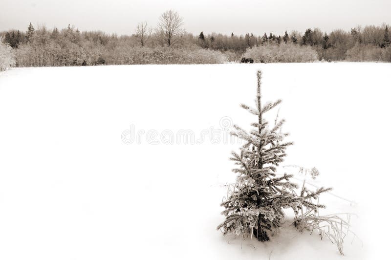 A tiny little fir tree far away from home, ie the forest on the horizon. I almost feel compassion for the courageous young tree... The middle white is pure white for whatever copy you'd like to put there. Sepia toning. A tiny little fir tree far away from home, ie the forest on the horizon. I almost feel compassion for the courageous young tree... The middle white is pure white for whatever copy you'd like to put there. Sepia toning.