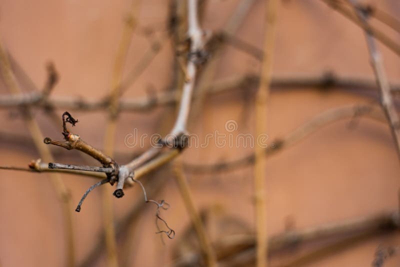 Trockene Anlage ist nah stockfoto Trockene Anlage ist nah stockfoto