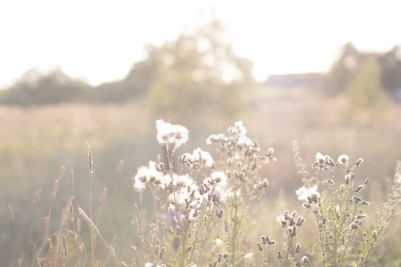 Trockene Blumen auf dem Sommergebiet, natürlicher Sommerherbsthintergrund lizenzfreies stockbild Trockene Blumen auf dem Sommergebiet, natürlicher Sommerherbsthintergrund lizenzfreies stockbild