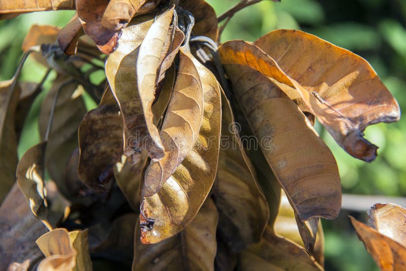 Trockene Blätter Browns der Mangoanlage mit Sonnenschein auf grünem Hintergrund lizenzfreie stockfotos Trockene Blätter Browns der Mangoanlage mit Sonnenschein auf grünem Hintergrund lizenzfreie stockfotos