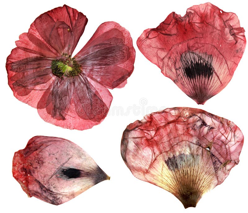 Trockene, gepresste empfindliche Blumen der Mohnblumenperspektive und Blumenblatt-ISO lizenzfreies stockfoto Trockene, gepresste empfindliche Blumen der Mohnblumenperspektive und Blumenblatt-ISO lizenzfreies stockfoto