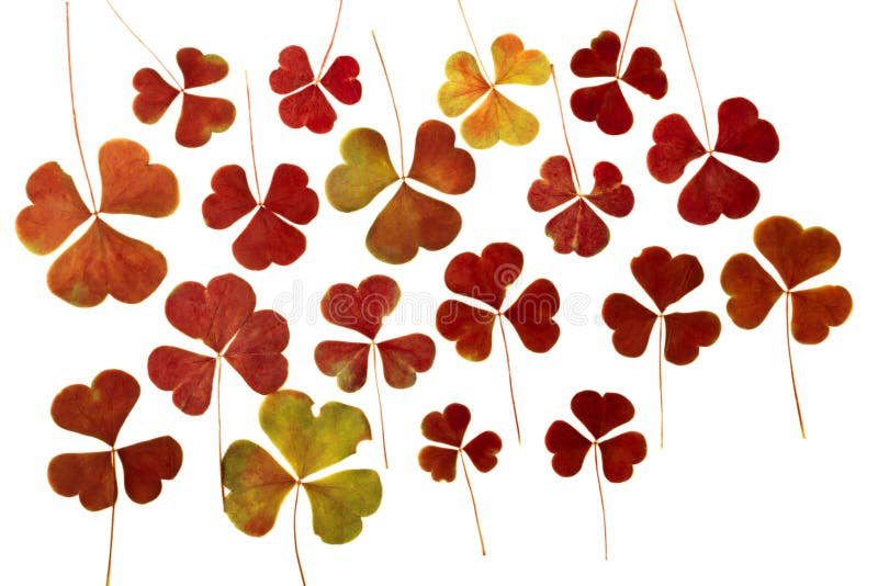 Trockene gepresste Kleeblätter Browns lokalisiert auf weißem Hintergrund Herbarium Kann im Scrapbooking, floristry oder im oshiba lizenzfreie stockfotos Trockene gepresste Kleeblätter Browns lokalisiert auf weißem Hintergrund Herbarium Kann im Scrapbooking, floristry oder im oshiba lizenzfreie stockfotos