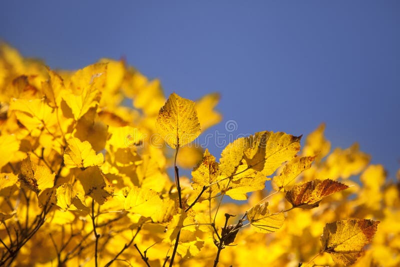 Trockene Herbstblätter lizenzfreie stockbilder Trockene Herbstblätter lizenzfreie stockbilder