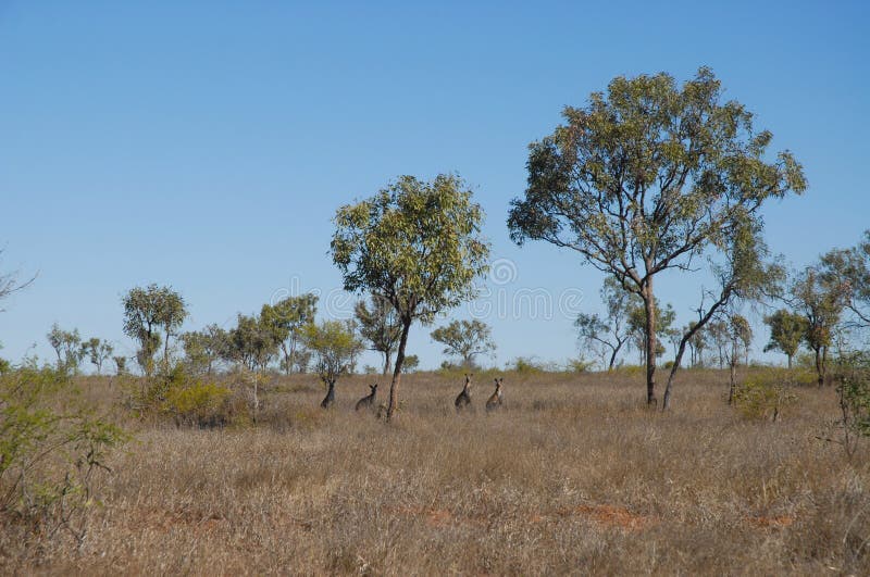 Trockene, trockene Landschaft, Hinterland Queensland, Australien lizenzfreies stockbild Trockene, trockene Landschaft, Hinterland Queensland, Australien lizenzfreies stockbild