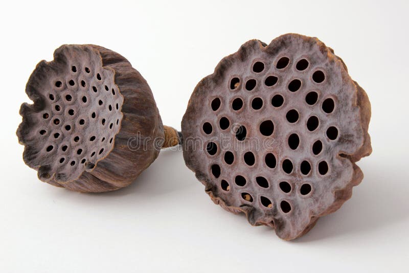 Trockene Lotus Pods stockfotos Trockene Lotus Pods stockfotos