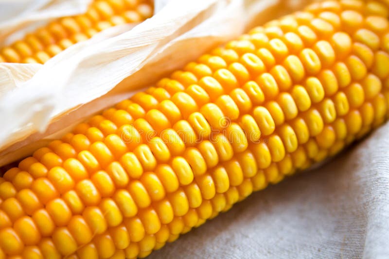 Trockene Maiskolben stockbild. Bild von essen, leben - 65993897