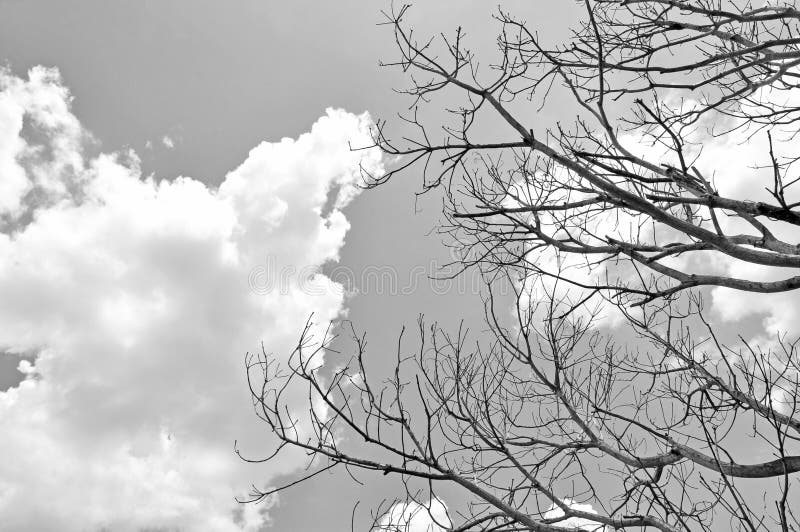 Trockener Baum stockfoto. Bild von sommer, frech, nave 30737368