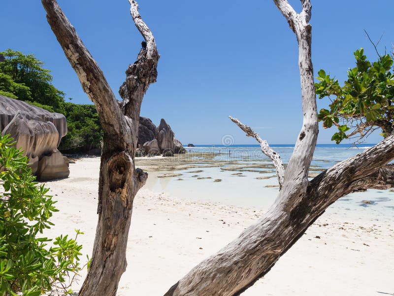 Trockener Baum auf einem schönen Strand lizenzfreies stockfoto Trockener Baum auf einem schönen Strand lizenzfreies stockfoto