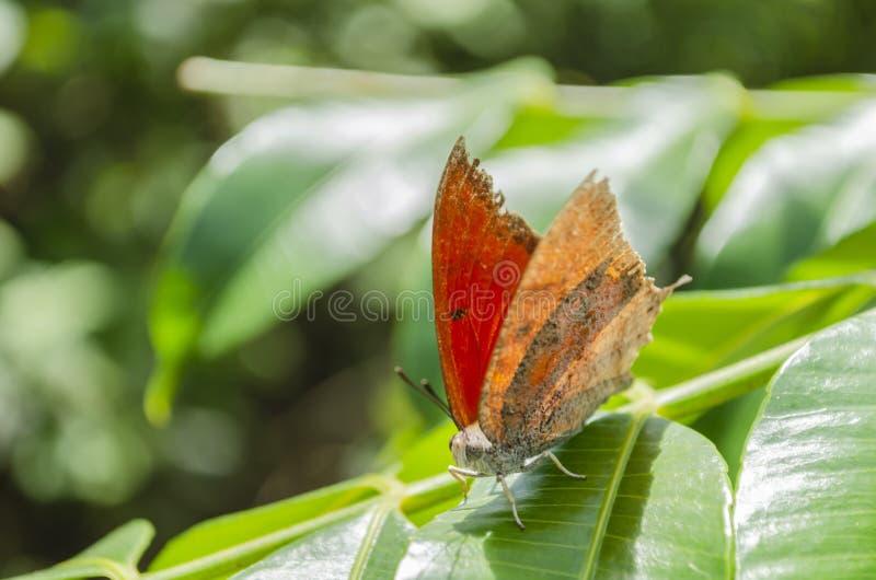 Trockener Blatt-Schmetterling auf grünen Blättern stockfoto