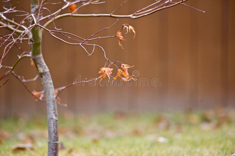 Trockener Herbstlaub auf Niederlassungen stockbild Trockener Herbstlaub auf Niederlassungen stockbild