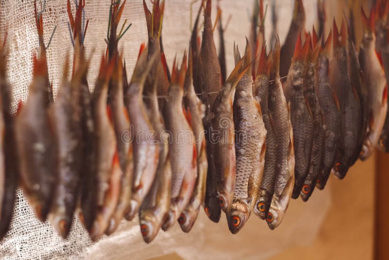 Trockenfisch in der Sonne lizenzfreie stockfotografie Trockenfisch in der Sonne lizenzfreie stockfotografie