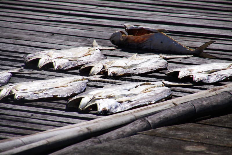 Trockenfisch in der Sonne, die auf hölzernen Pier, Stadt Ko Lanta, Thailand legt lizenzfreies stockbild Trockenfisch in der Sonne, die auf hölzernen Pier, Stadt Ko Lanta, Thailand legt lizenzfreies stockbild
