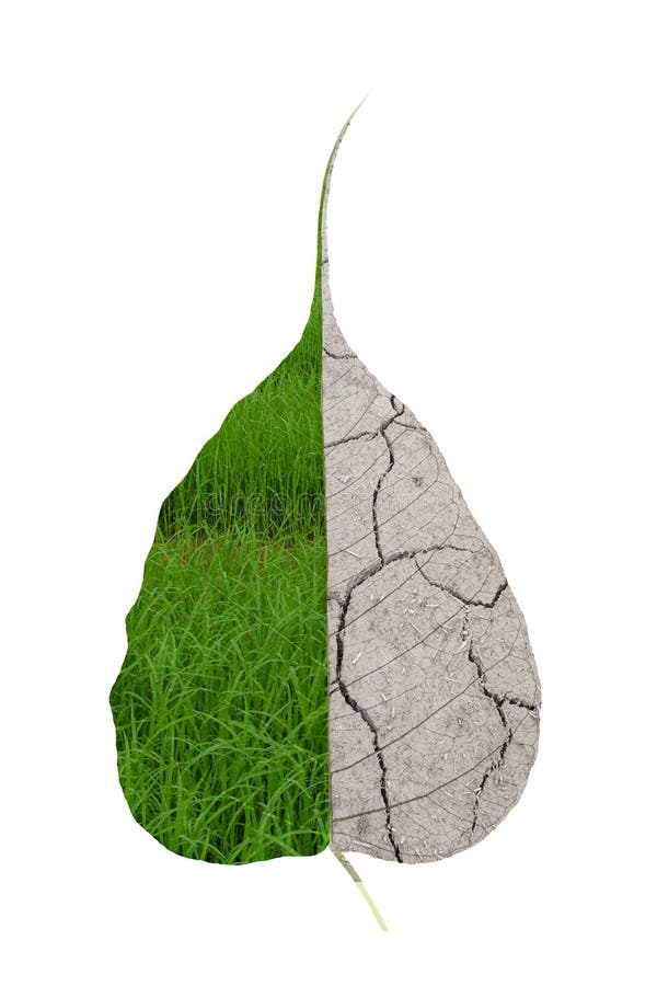 Trocknen Sie Blätter lizenzfreies stockfoto Trocknen Sie Blätter lizenzfreies stockfoto