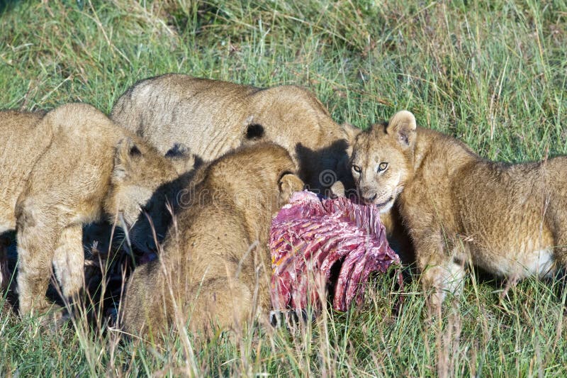 Een leeuwenfamilie die zich voedt bij een gedode zebra stock fotografie