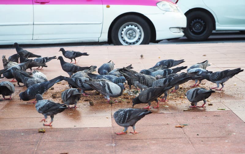 Pigeons are eating food scraps which spread on red floor and pink white taxi-car is parking for green light behind of them. Pigeons are eating food scraps which spread on red floor and pink white taxi-car is parking for green light behind of them.
