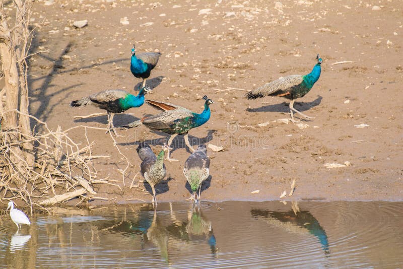 Flock of Indian Peafowl at Water Hole in Ranthambhore National Park and Tiger Reserve , Rajasthan India. Flock of Indian Peafowl at Water Hole in Ranthambhore National Park and Tiger Reserve , Rajasthan India