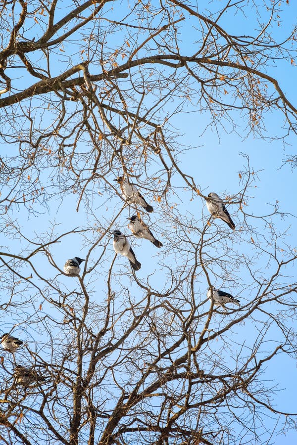 Troep van kraaien op de takken van bomen op een de winterdag stock foto's Troep van kraaien op de takken van bomen op een de winterdag stock foto's