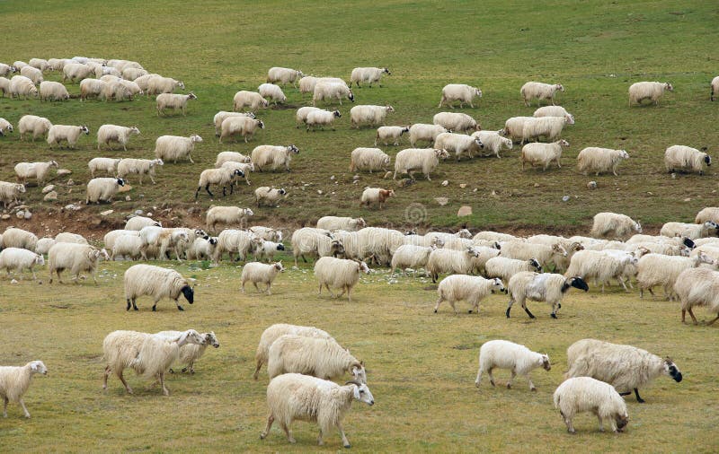 Troep van schapen stock foto Troep van schapen stock foto