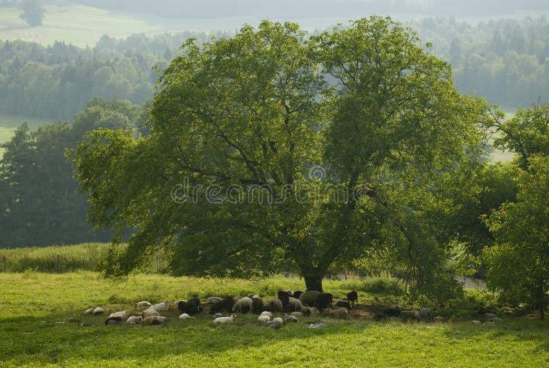 Flock of sheep under a tree in the shadow. Flock of sheep under a tree in the shadow