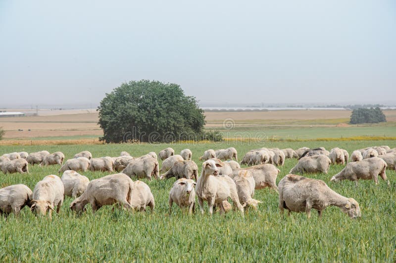 Troep van schapen op de gazons royalty-vrije stock foto Troep van schapen op de gazons royalty-vrije stock foto