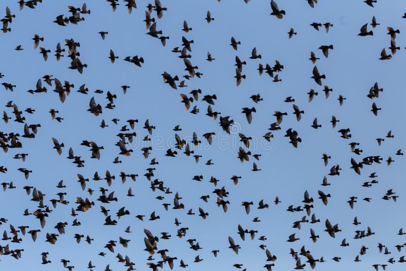 Troep van starling die samen op hemel vliegen royalty-vrije stock fotografie Troep van starling die samen op hemel vliegen royalty-vrije stock fotografie