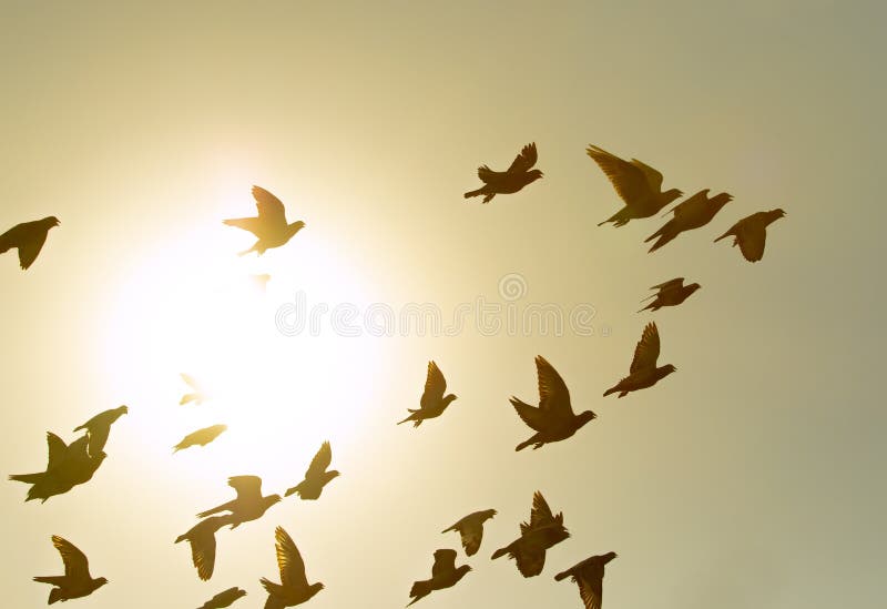 Troep van vliegende duifvogel tegen zon lichte hemel stock foto Troep van vliegende duifvogel tegen zon lichte hemel stock foto