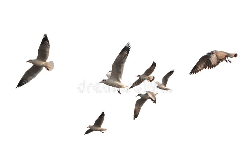Troep van vogels vliegen geïsoleerd op witte achtergrond Dit heeft cli