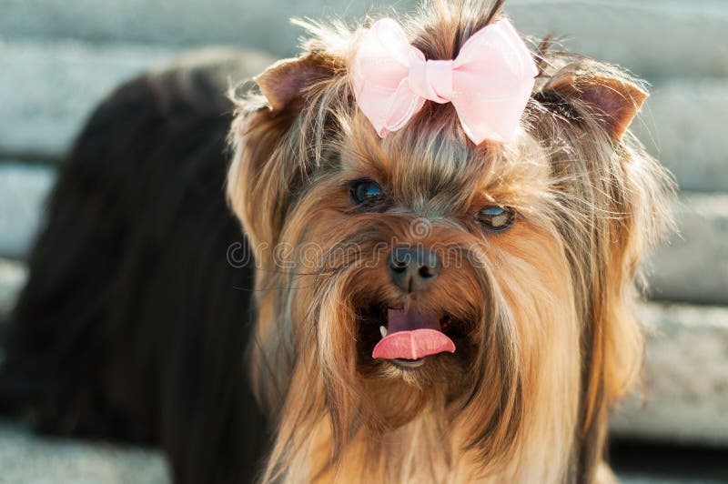 Trogen mörk liten hund royaltyfri bild Trogen mörk liten hund royaltyfri bild