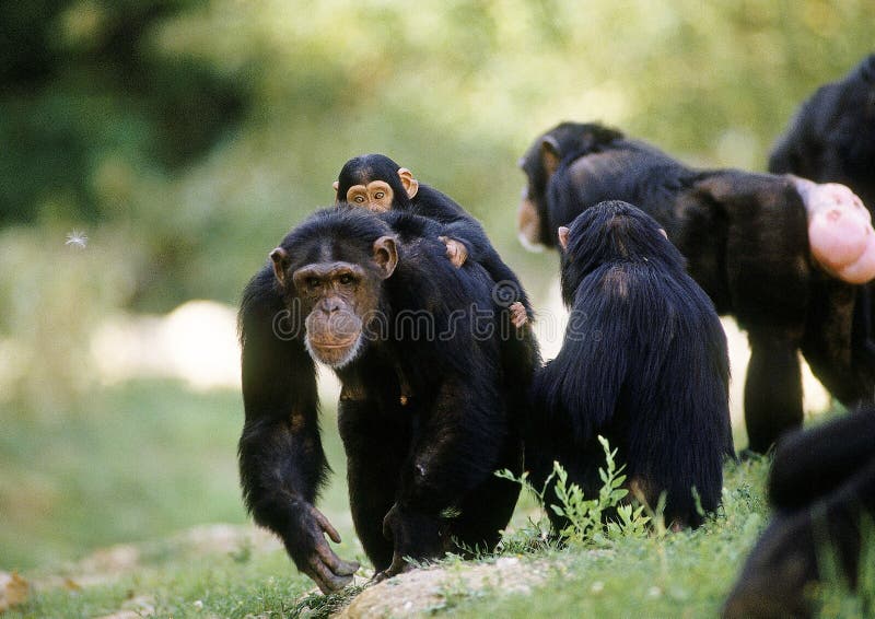 Troglodytes pan-chimpanzés ilustração stock. Ilustração de macaco -  202574292