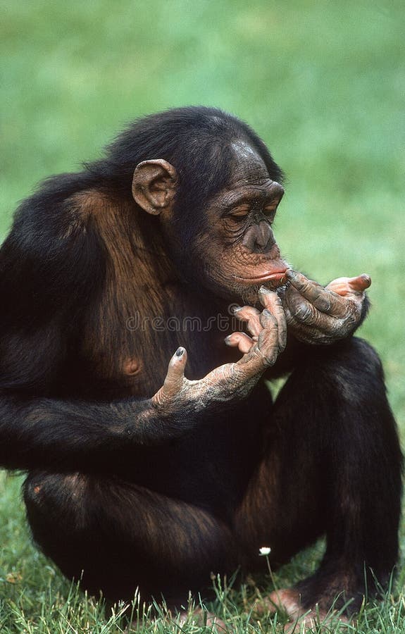 Jovem Chimpanzésimia Troglodytes 5 Anos De Idade - Fotografias de stock e  mais imagens de Chimpanzé - Chimpanzé, Macaco, Macaco antropoide - iStock