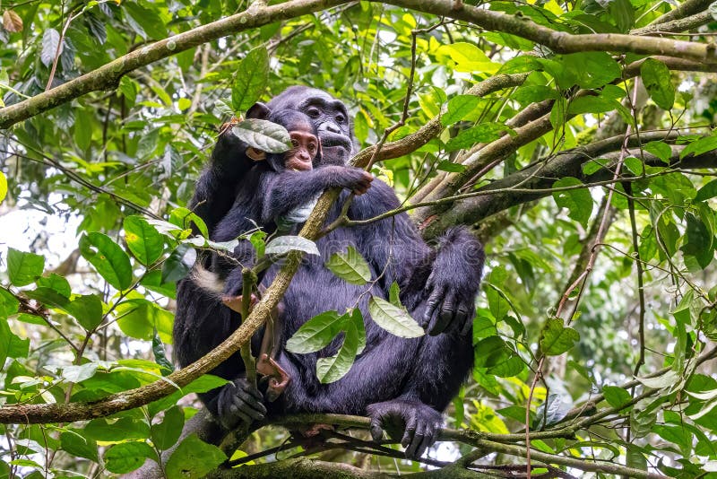 Troglodytes pan troglodytes från mor- och babychimpans i kronspäcken av kibalparken Western uganda. parkbevarande arkivbilder