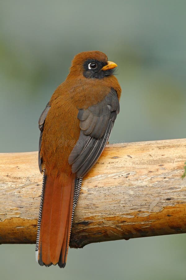 Trogon masqué, personatus de Trogon, Bellavista, Equateur photos stock Trogon masqué, personatus de Trogon, Bellavista, Equateur photos stock